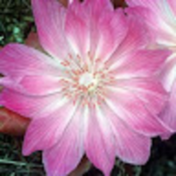 Meet your Posher, Chipperbird1 - Picture 1 of 1